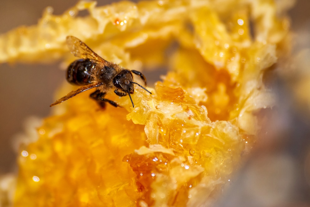 Beekeeping,,Beekeeper,At,Work,,Bees,In,Flight
