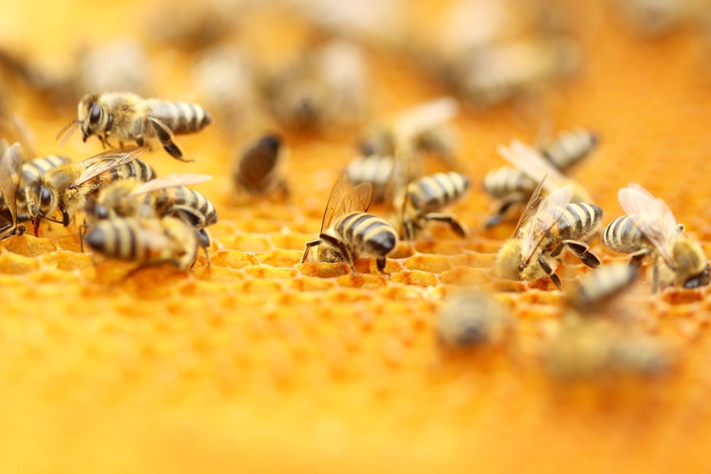 Bees,In,Honeycomb